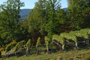 We grow Cabernet Sauvignon, Syrah, Mourvedre, Tannat, Petite Verdot, Malbec and Touriga Nacional, which we blend to produce our award-winning Estate Red Wines.